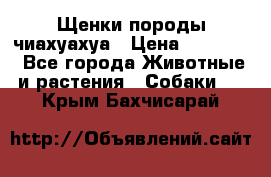 Щенки породы чиахуахуа › Цена ­ 12 000 - Все города Животные и растения » Собаки   . Крым,Бахчисарай